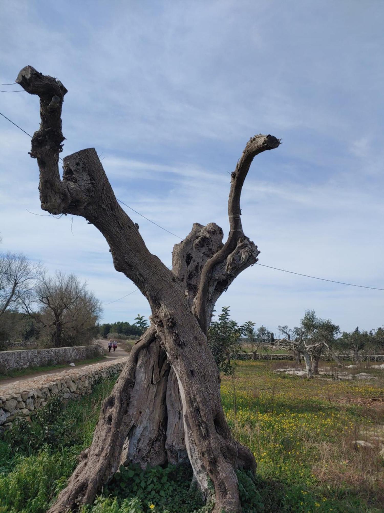 La Nicchia-Trullo Appartement Corigliano dʼOtranto Buitenkant foto